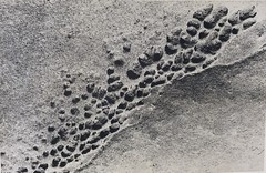 Vintage Matted Black & White Photography Nature 16” x 20” Pacific NW Photo Art