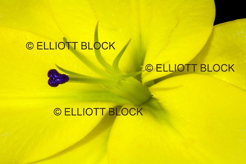 «Yellow Lily», Photograph on Aluminum, Easel Back, 8″ x 12″ From USA Artist