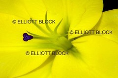 «Yellow Lily», Photograph on Aluminum, Easel Back, 8″ x 12″ From USA Artist