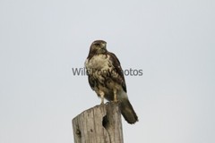 Red Tail Hawk Photo, Pick One Image – Various Sizes