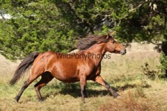 Chincoteague Pony Photo -Stallion – Hoppy – Pick One Image -Various Sizes