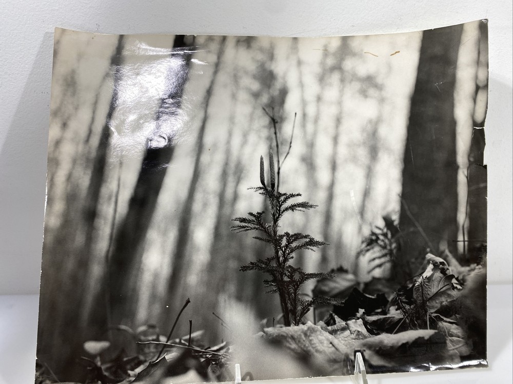 Vintage Black & White Nature Print