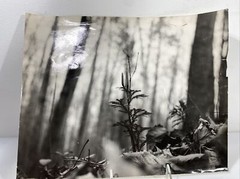 Vintage Black & White Nature Print