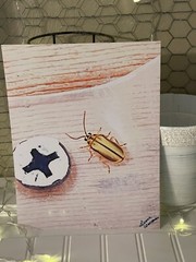 Cucumber Beetle- landscape photography 8.5×11