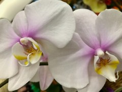 «WHITE ORCHIDS»., 4×6 » PHOTO PRINT WITH MAT, FREE SHIPPING IN USA !!