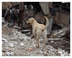 World Trade Center 9/11 Working Rescue Dog Silver Halide Photo – Ver 2