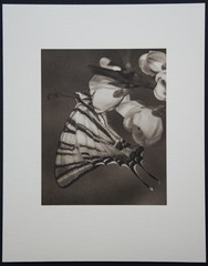 Vintage Photogravure, VJ Stanek «Plum Blossom» 1954