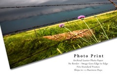 Country Photography Print: Texas Pink Thistle Flower Storm Barbed Wire Photo