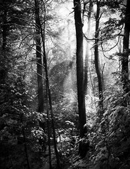 LANDSCAPE 8.5×11 or 13X19 B&W BORDERLESS GLOSSY PRINT (FREE SHIPPING)
