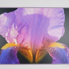 Lone Iris Foam Core Mounted Signed D Carlton Photograph Pacific NW Artist Color