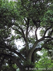 Live Oak Tree nature plant Louisiana photo photography print art Brandy Woods