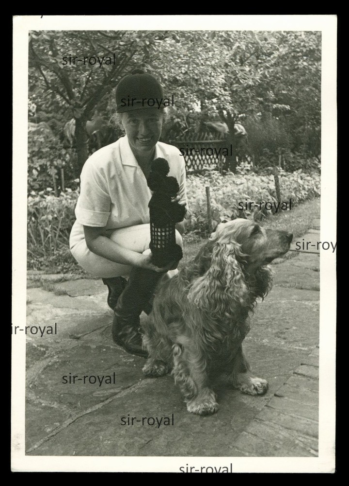Cocker Spaniel Dog and Rider – Photo Postcard 11x15cm