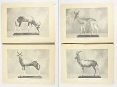 1927 Carl Akeley Photo Set Field Museum Natural History IL Taxidermy & Sculpture