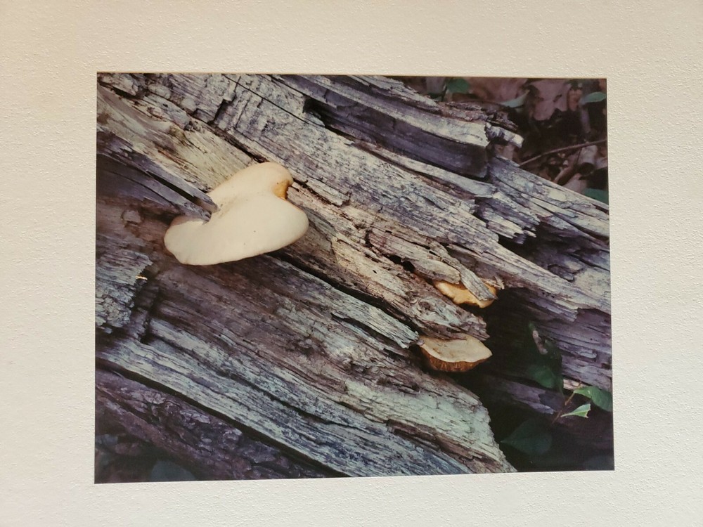 FUNGUS LOG LARGE ORIGINAL SIGNED ART PHOTO COLOR STETTNER VTG MATTE NJ CAMERA
