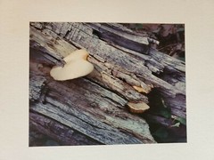 FUNGUS LOG LARGE ORIGINAL SIGNED ART PHOTO COLOR STETTNER VTG MATTE NJ CAMERA