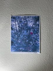 Landscape photograph- A Flower Among Leaves 8.5×11