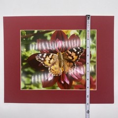 Matted Butterfly On Flower Photo Print 11 X 14 Wall Art Gallery Decor
