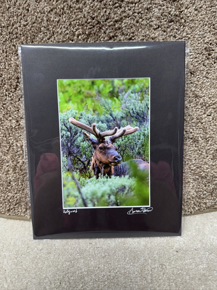 Grand Teton National Park Hollywood Elk Photo Art Print 5×7 Matted In 8×10