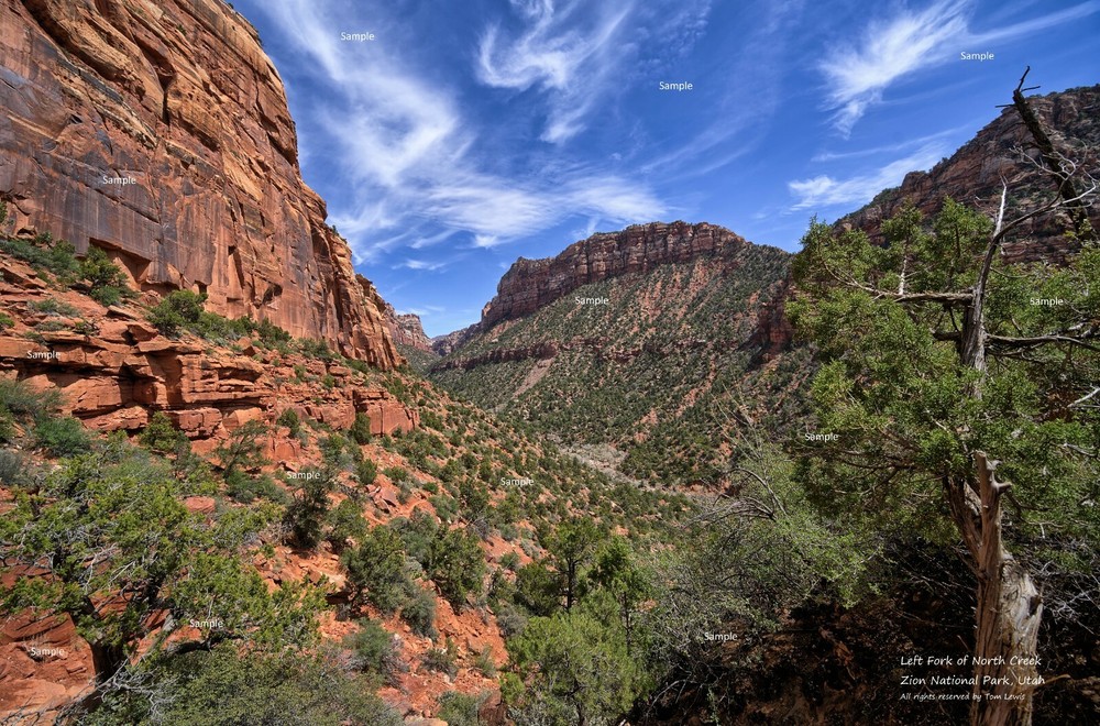 Left Fork of North Creek #1 Zion National Park Utah Poster Photo Print ZP06