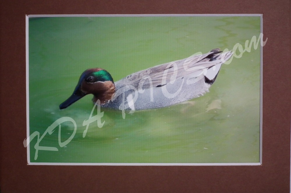 4″X6″ BLUE WINGED TEAL DUCK Photo Mount&Mat 5″ X 7″ READY TO FRAME