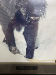 Tom Mussehl Lobo Love Wildlife “MAKE MY DAY” Wolf Photo Print w/ Name Plate