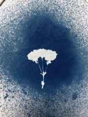 Botanical Cyanotype Print | Handmade Blue Sun Print | Fine Art Photography 20×30