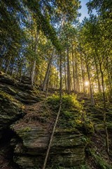 Framed Color Photograph Print Sunlight Through Forest Trees Portrait Landscape