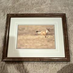 Thomas Mangelsen “Like the Wind – Swift Fox” signed framed color photo