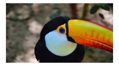 Toucan in the Wild, High Resolution Image, Many Formats, TV Art