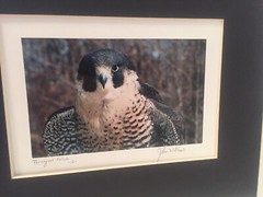 Signed Matted Glass Framed Photo Perigrine Falcon Spectacular Intense