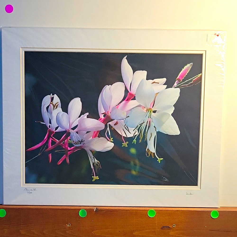 Gaura V by Duke PatDuke and Pat Brown Signed Matted Macro Botanical Flower Photo
