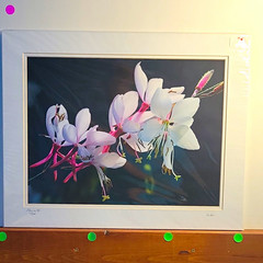 Gaura V by Duke PatDuke and Pat Brown Signed Matted Macro Botanical Flower Photo