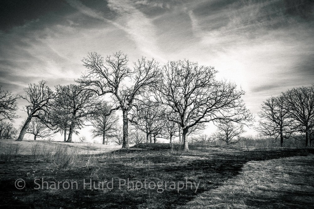 Nature -Black and White Photography print wall decor