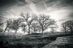 Nature -Black and White Photography print wall decor