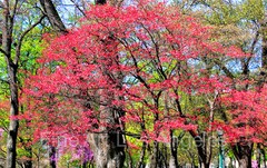Neil Reichline Photo «Reds Invade Washington D.C.», 16×20 image on 17×22″