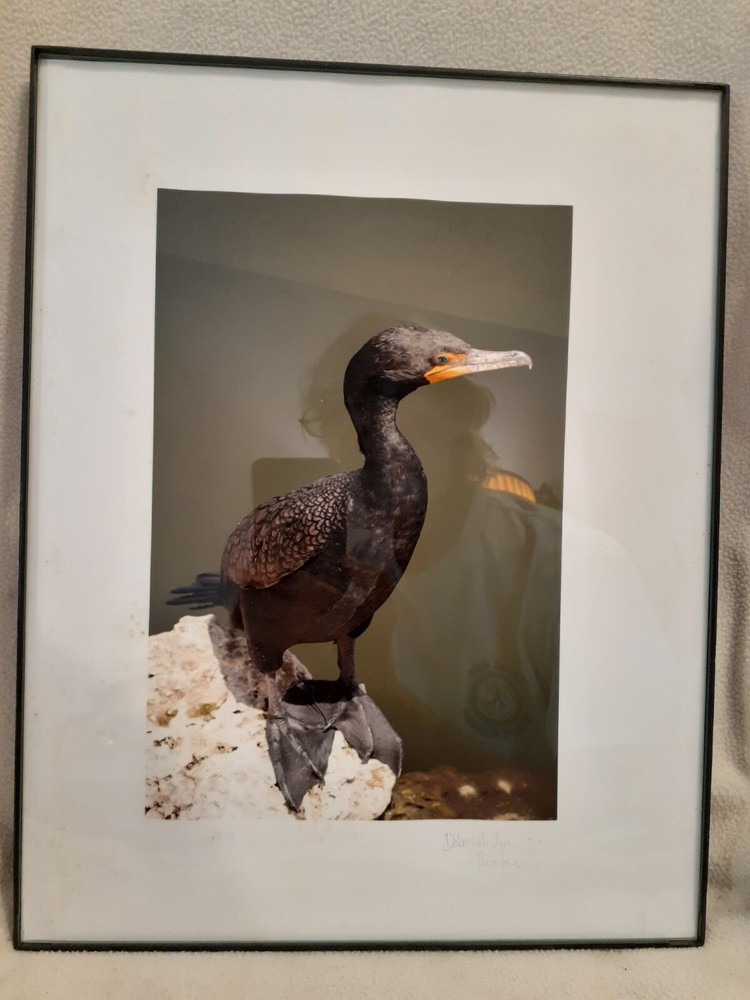 FLORIDA WILD WATERFOWL Framed Photograph Signed by Deborah Lyn Thompson