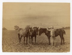 Frank Meadow Sutcliffe Whitby England Albumen Photo British Master Man w Horses