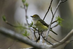 White Eyed Vireo Photo, Pick One Image – Various Sizes