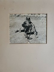DOG ON LEASH LARGE ORIGINAL SIGNED ART PHOTO B&W STETTNER VTG MATTE NJ CAMERA