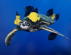 Artist Cynthia Hankins Signed Photo & Matte Turtle Cleaning Station Kona, Hawaii