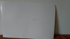 Hiroko Shikashio – Looking Down – Signed Original Work – Approx 49x33cm