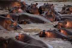 Hippo Eyes, Mara River, Masai Mara, Kenya 11 x 14 Print Metallic Paper
