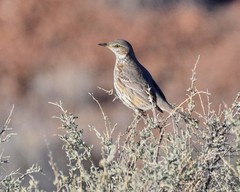 Sage Thrush 8″x10″ Photograph 8×10 Print