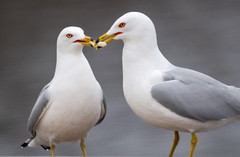 «You had me at French Fry» – (Red Wing Minnesota – Bay Point Park 2022)