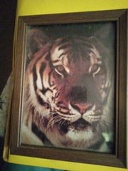 Tiger Picture In Plastic With Glass 6×9 Frame