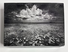 Clyde Butcher SIGNED Notecards Collection Swamp B&W Fine Art Photos Vintage Rare