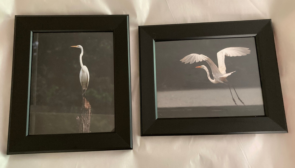 2 Black Framed Great Egret Art Photographs © 2006 by Kenneth Lapikockij 13×11