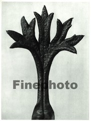1929 Original BOTANICAL PLANT Flower Germany Photo Gravure Art ~ KARL BLOSSFELDT