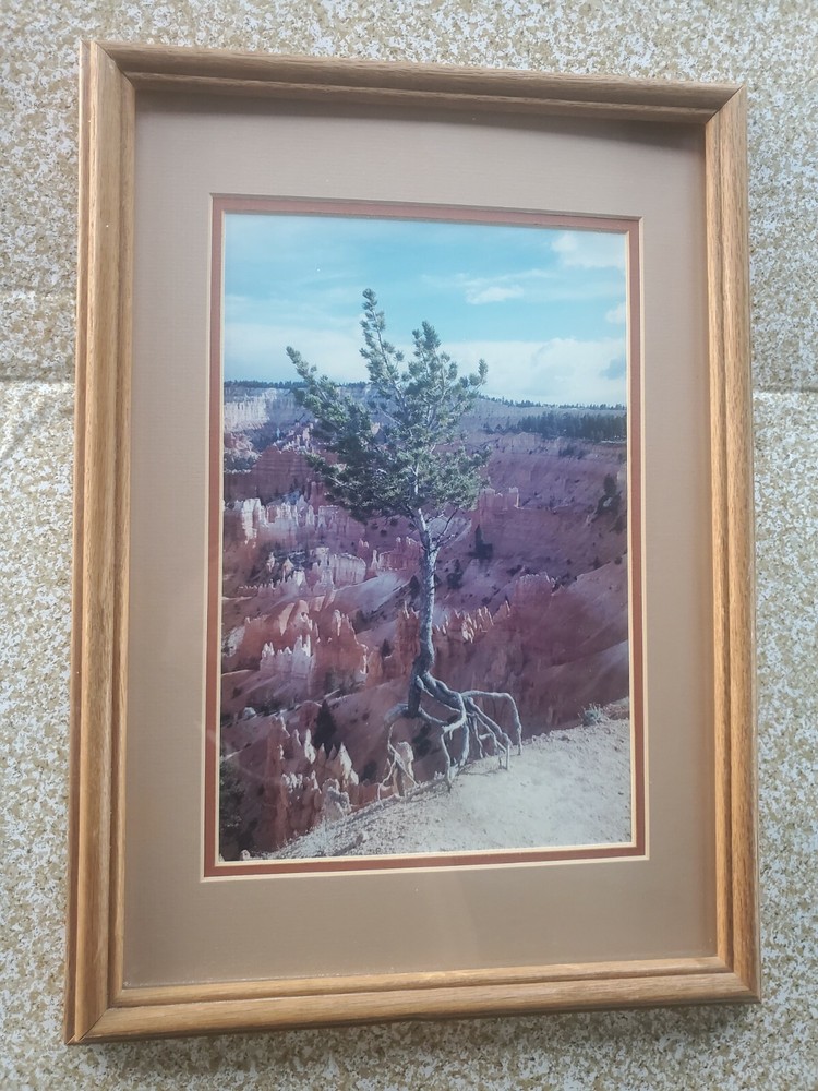 Tenacity Bryce Canyon Original Photo Framed 12.5 x 17.5 Wood Double Matted
