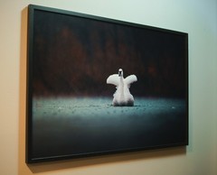 Framed Fine Art Swan Photograph – 20″x30″ Fuji Crystal DP II Print in Solid Oak